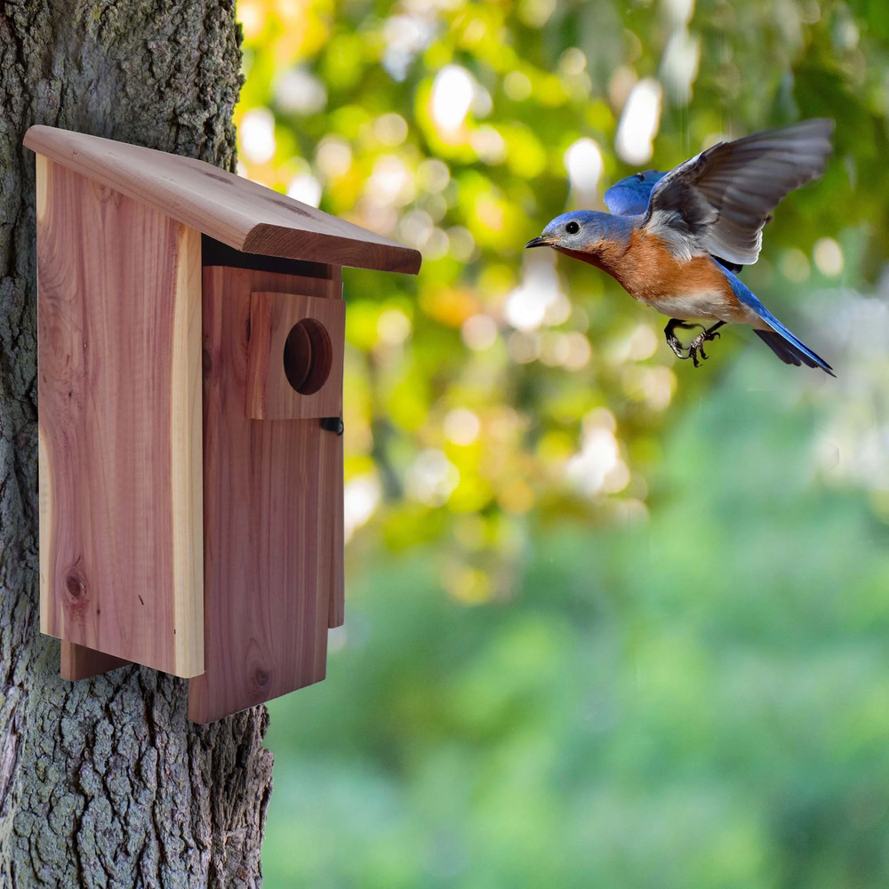 Red Cedar Bluebird Wild Bird House, 1 Pack