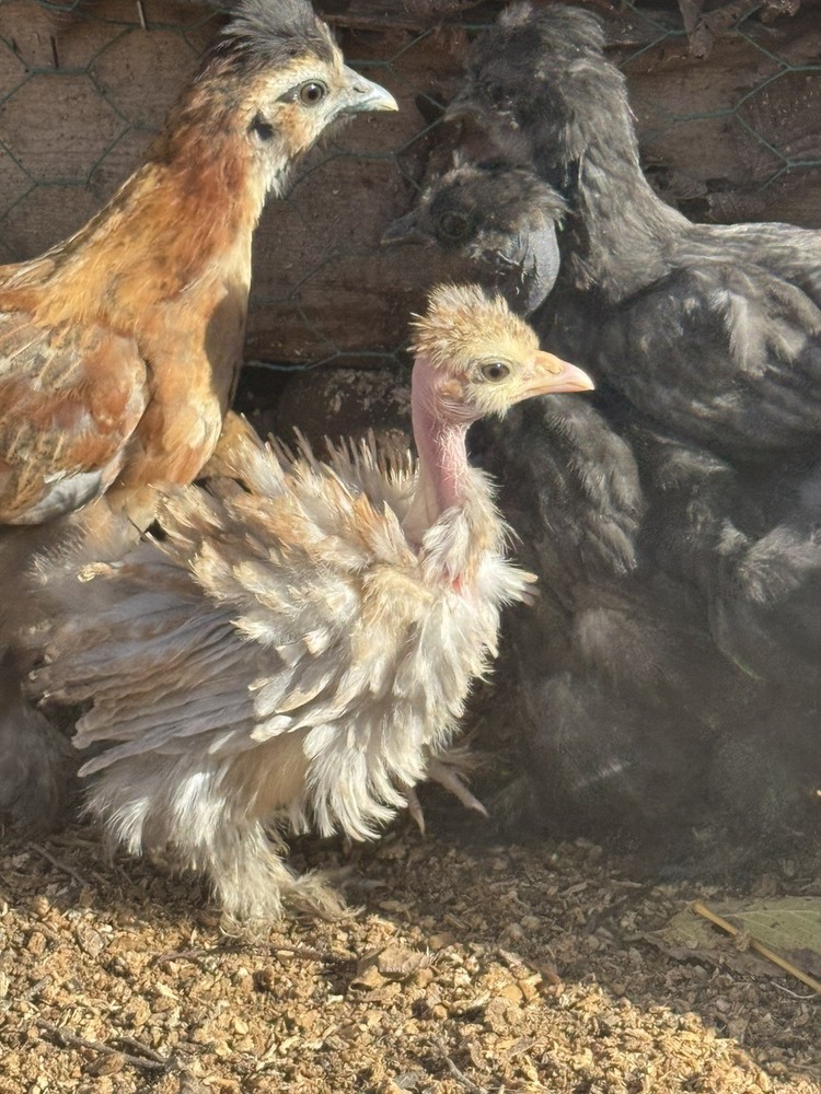 10 “Who’s Your Daddy?” Hatching Chicken Eggs 🤍