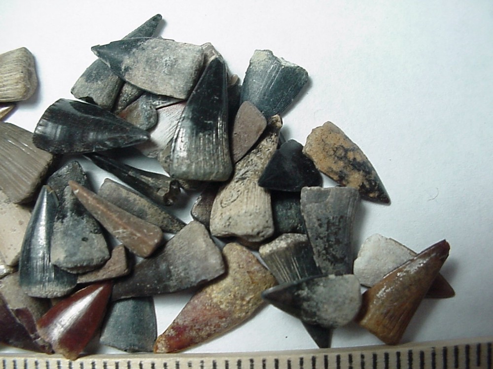 50 - Fossilized Barracuda teeth from North Florida