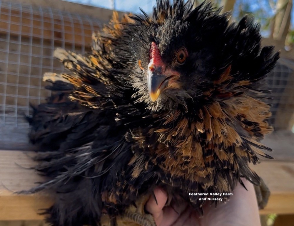 12 Frizzle Americana Hatching Eggs -NPIP
