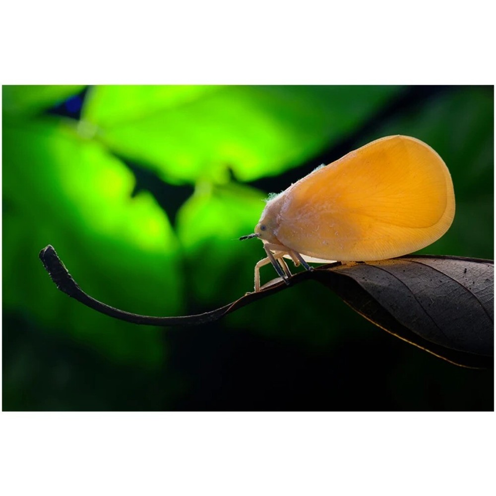 Macro Micro Photography Reflector Cover Soft Light Box Diffuser Cap Flashlight