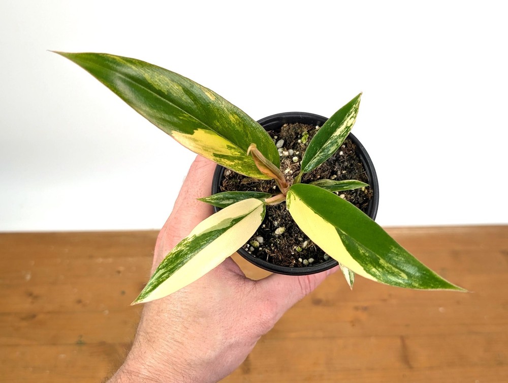 Philodendron Caramel Marble | 4 inch pot