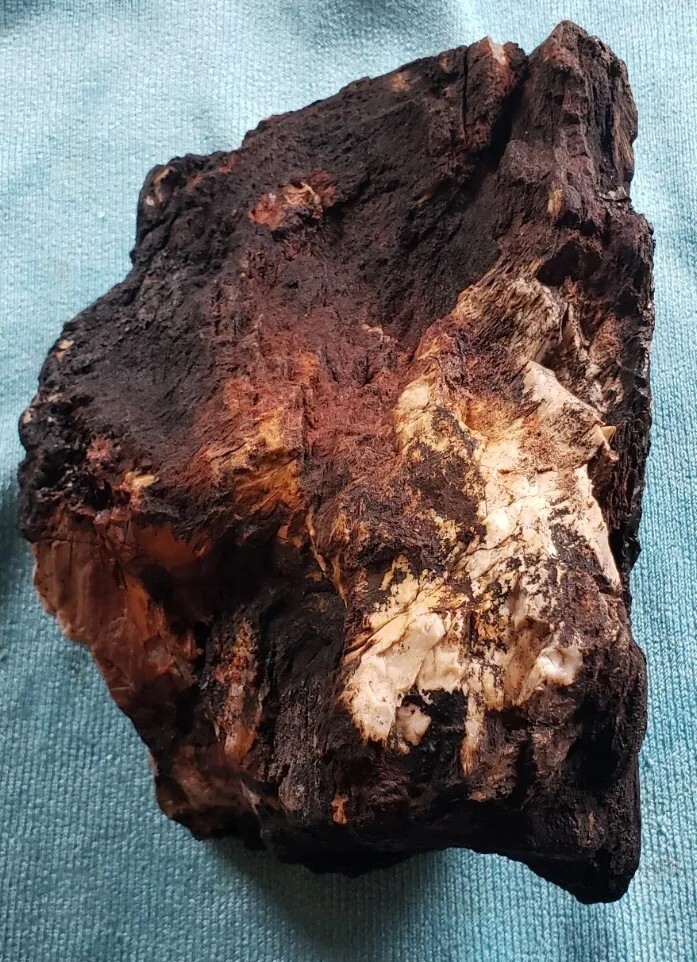 Agatized Opalized Petrified Oregon Fire-scorched Driftwood