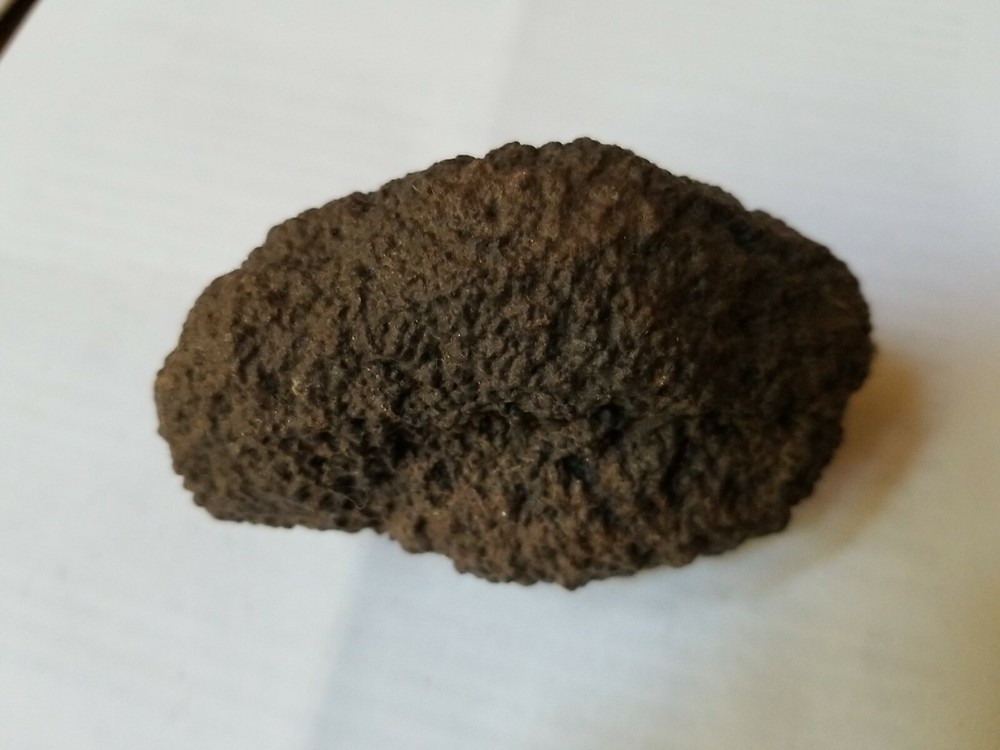 dino coprolite fossil poo from Utah