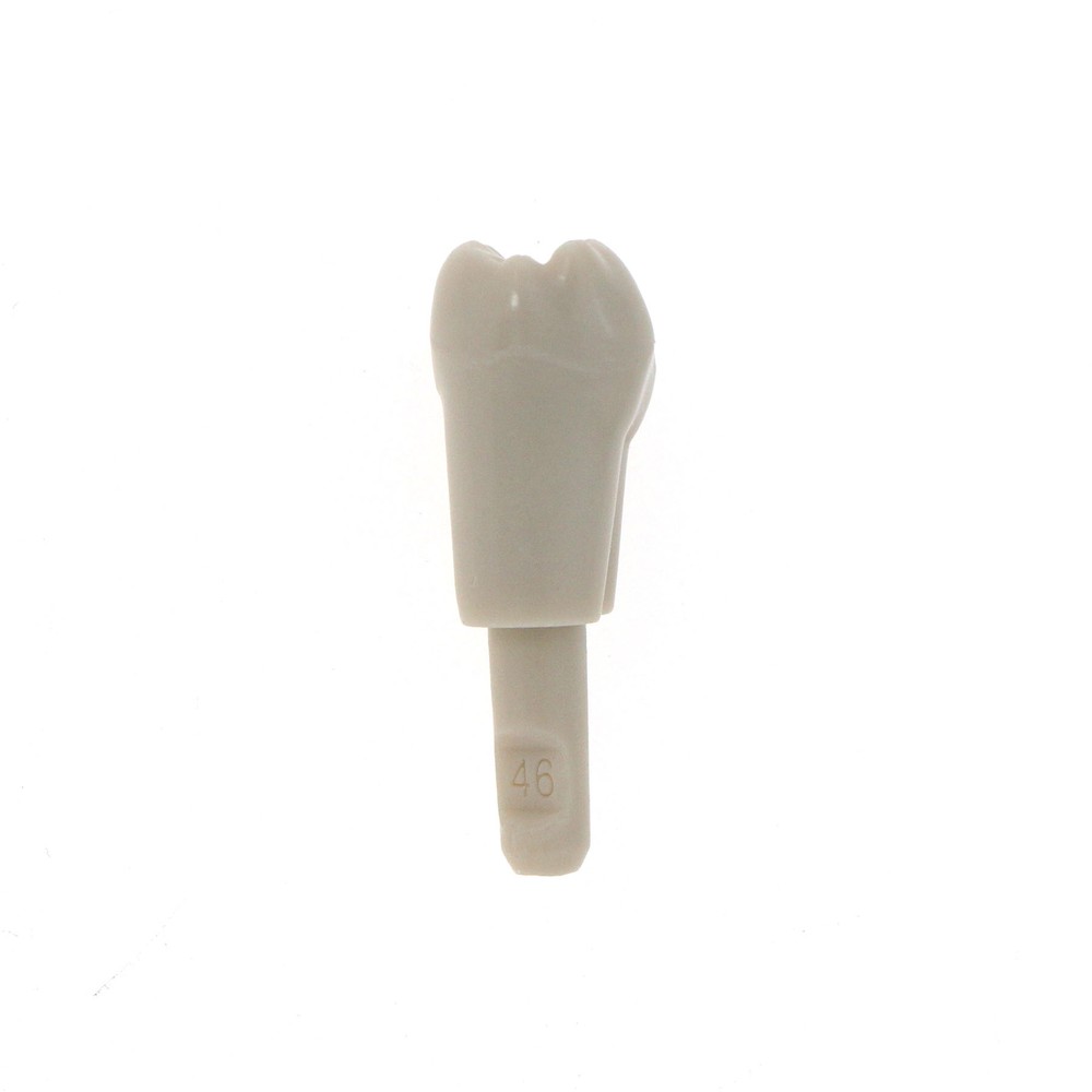 Dental 32 Pcs Tooth Model fit for KaVo Basic Model Teeth Retention Mechanism