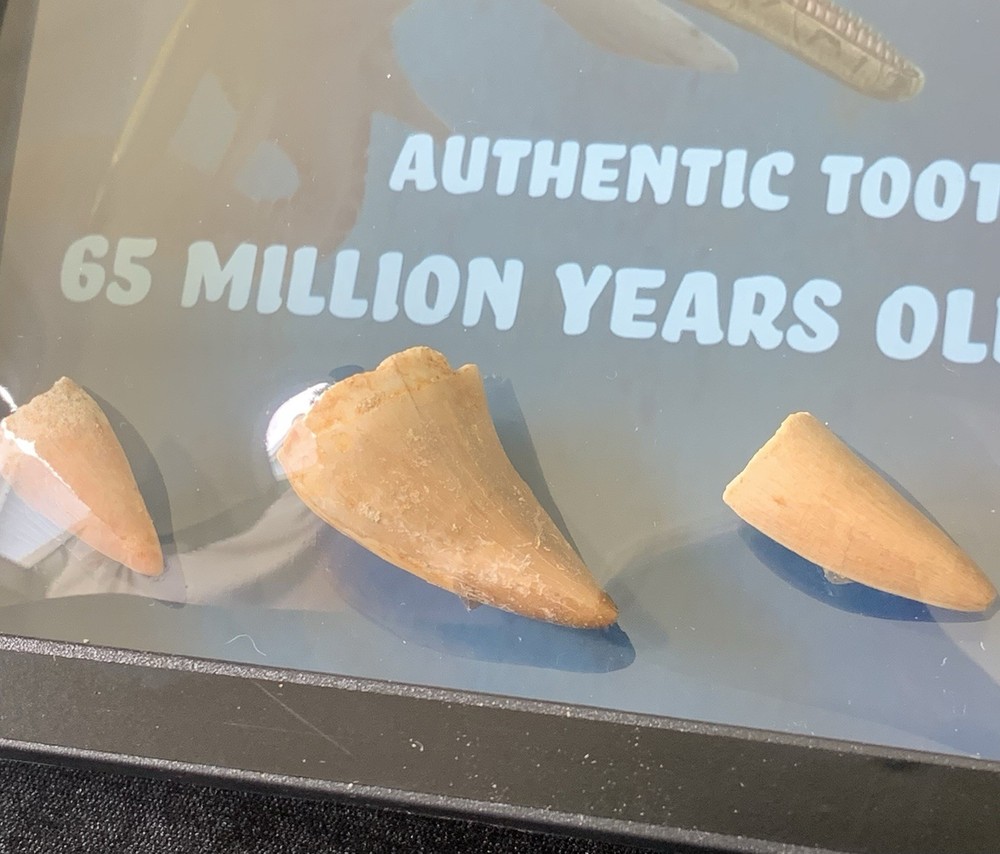Authentic Mosasaur Teeth Dinosaur Fossil 65 Milliom Years Old