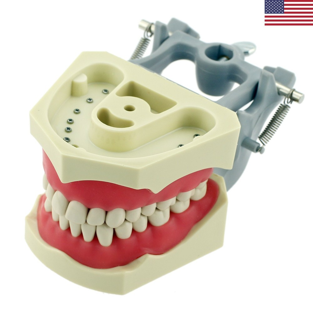 Columbia 860 Type Dental Typodont Model 32pcs Removable Teeth Soft Gingiva CDCA