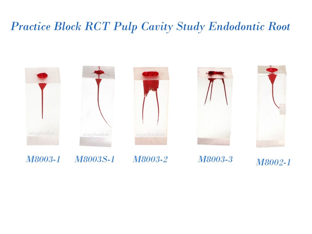 10Pcs Dental Endo Root Canal Teeth Model Study RCT Pulp Cavity Practice Block