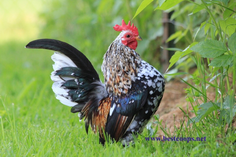 6+ Fertile Show Quality Serama Hatching Eggs