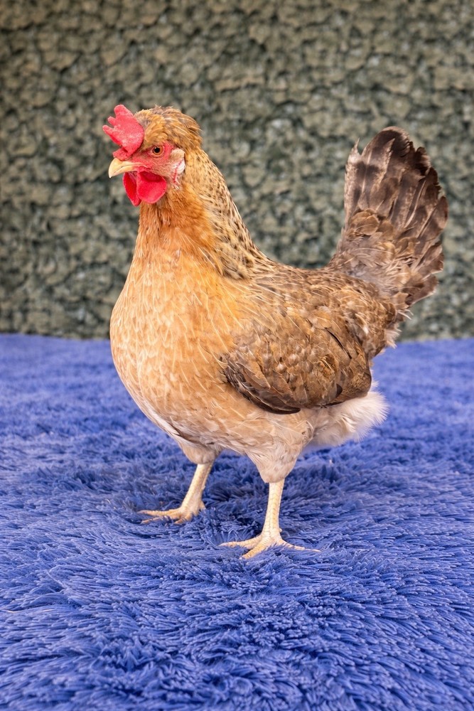 12 🐣Premium  Cream Legbar Hatching Eggs – BEAUTIFUL-BLUE