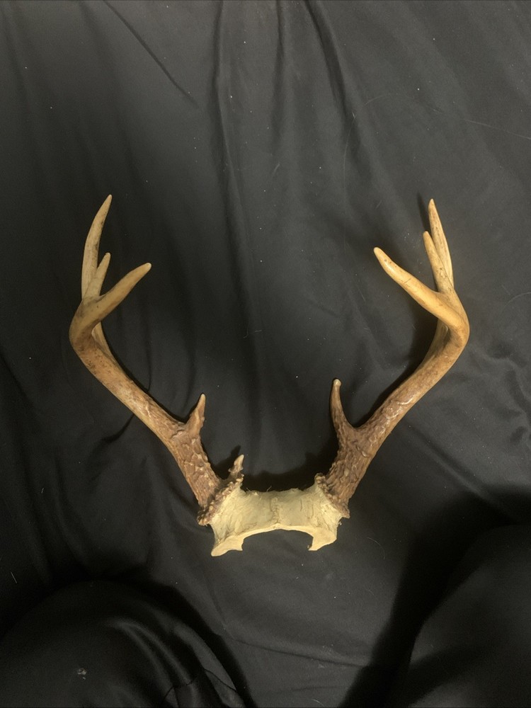 Wild 8 Point 140inch