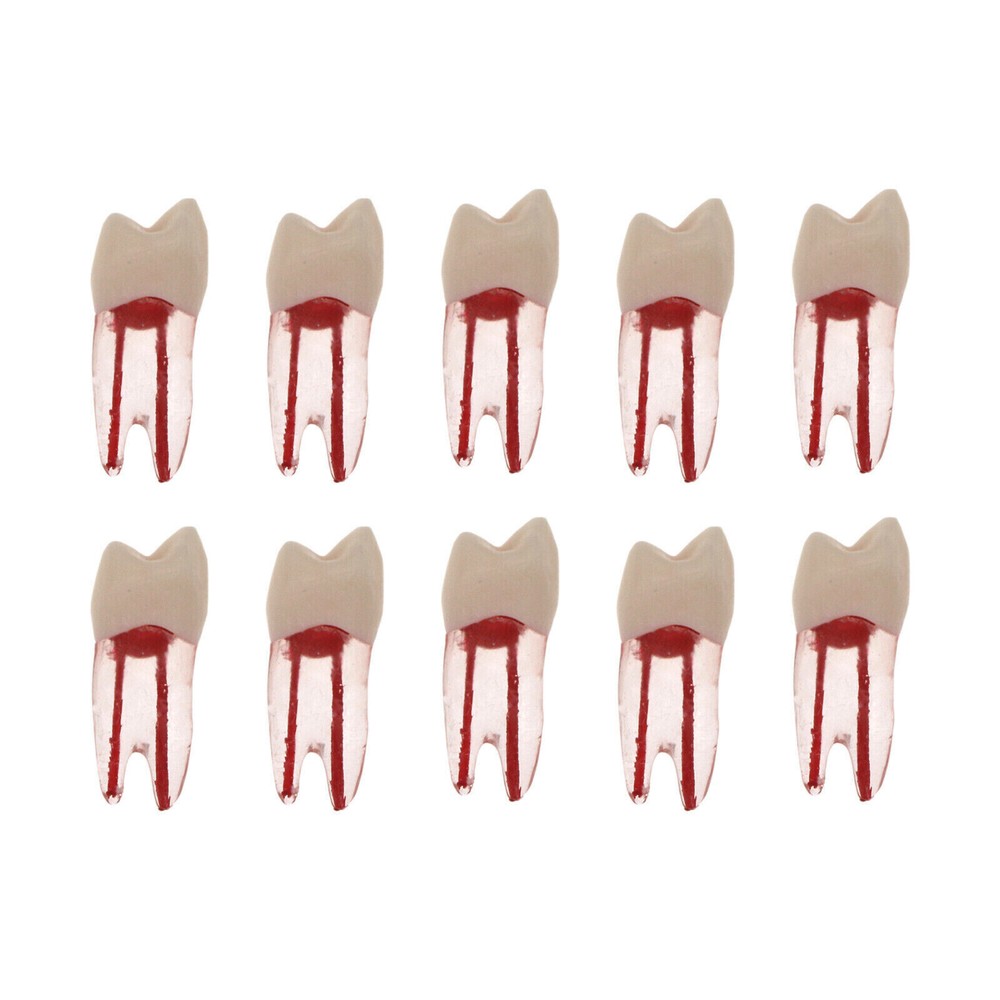 10 Pcs Dental Autoclavable Endo Root Canal Teeth Model Study Practice Typodont