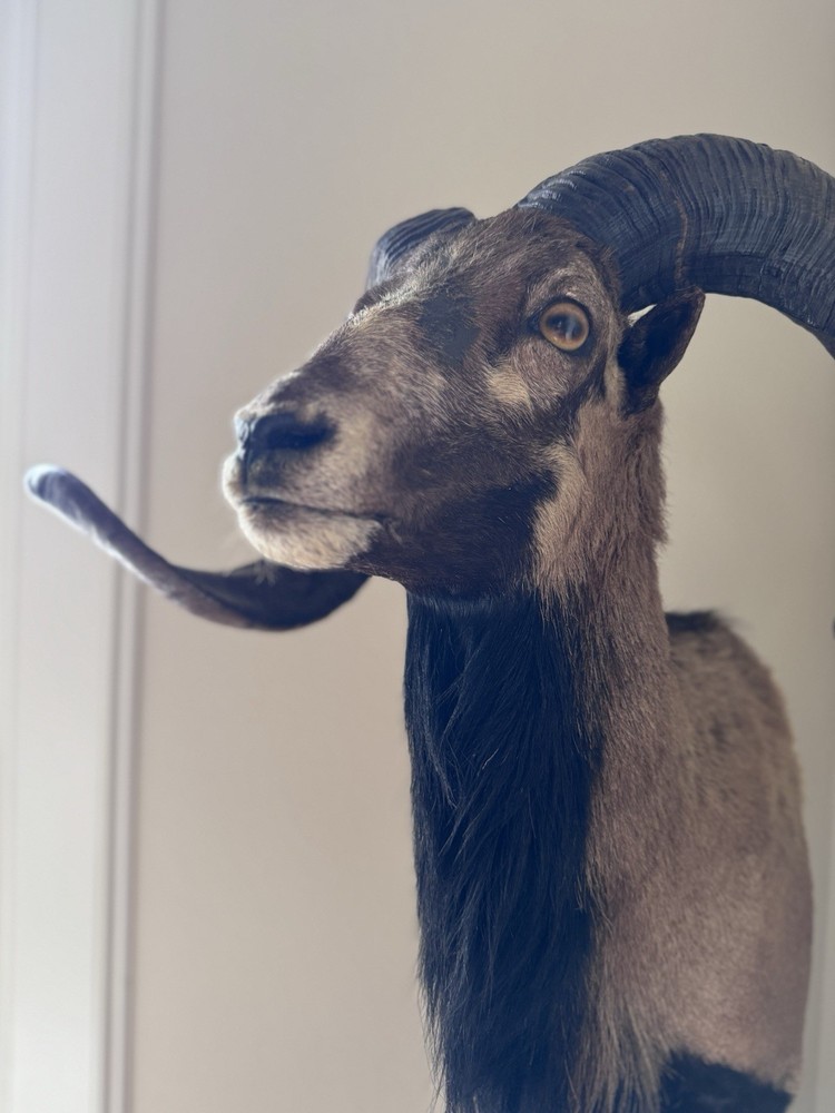 Ram Mount & leg Taxidermy