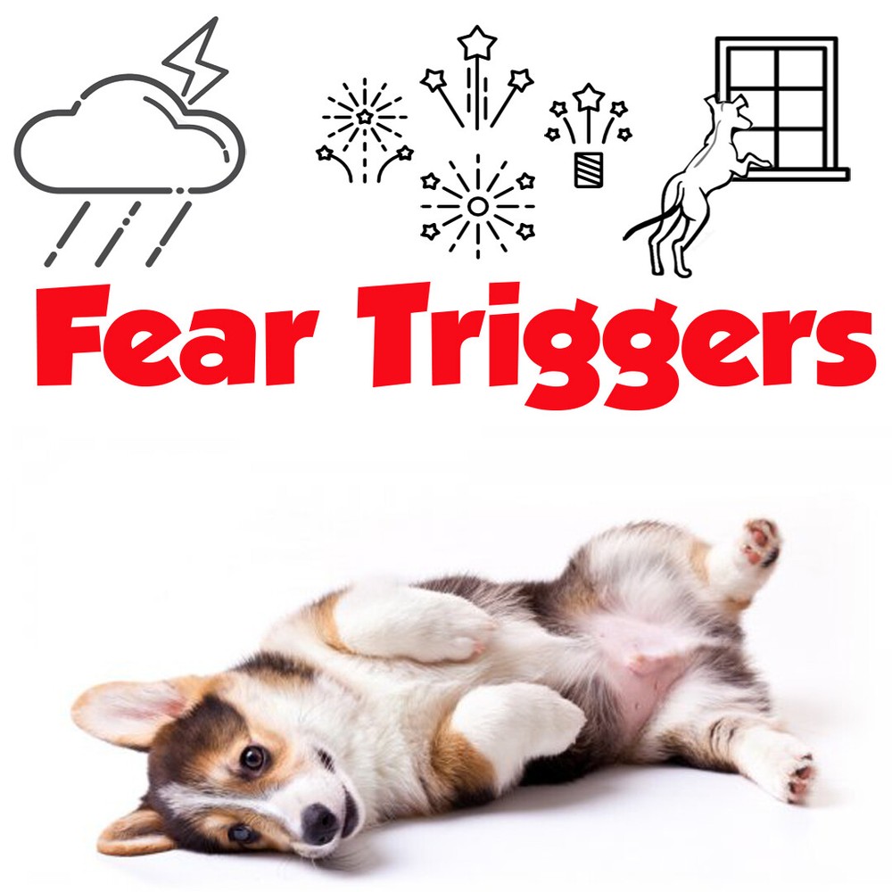Corgi Relax Dog Aromatherapy | Thunderstorms, Fireworks, Separation Anxiety
