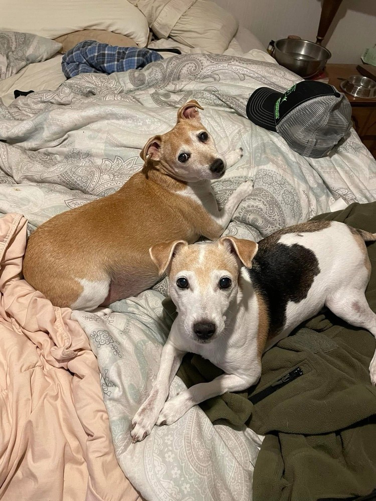 Tariff Relief 🙏 🏠 🐕 🚗