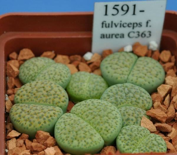 MIX LITHOPS SEEDS 100 PCS  2020 harvest /approximately 20 species/