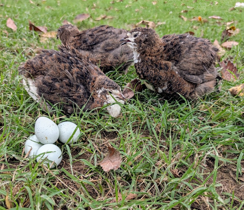 celadon quail hatching eggs 50ct True Blue