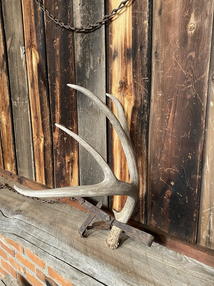 Decor Mule Deer Shed ~ Antler