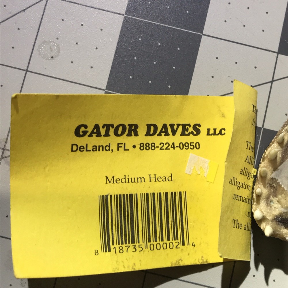 6 Inch Alligator Head From Deland Florida