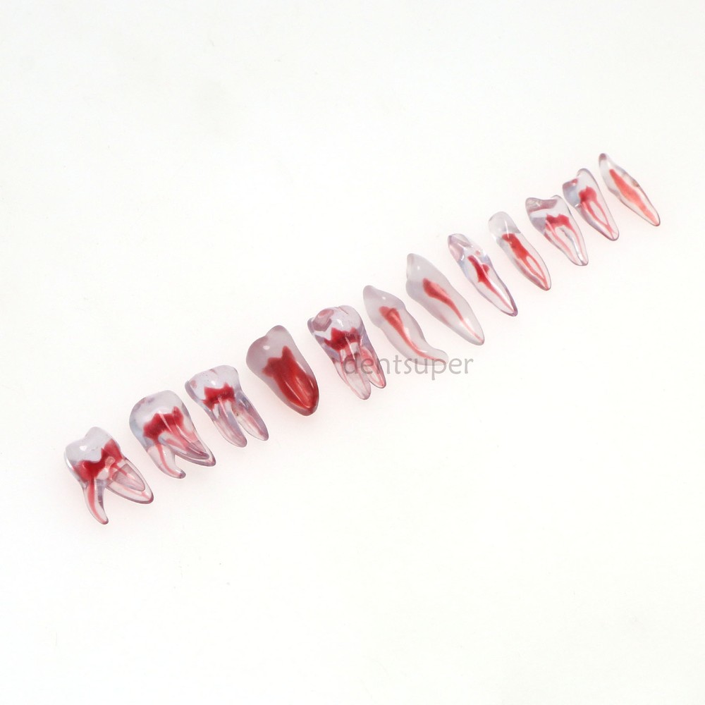 3D Dental Endo Root Canal Teeth Model Practice Block for RCT Pulp Cavity Study
