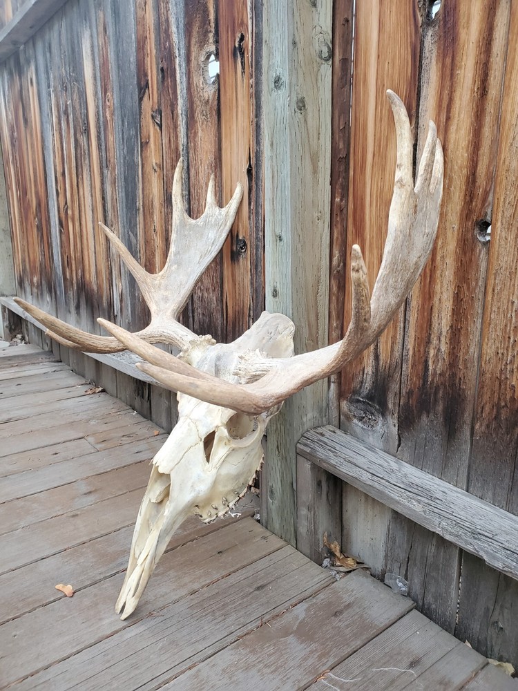 Shiras Moose European Mount