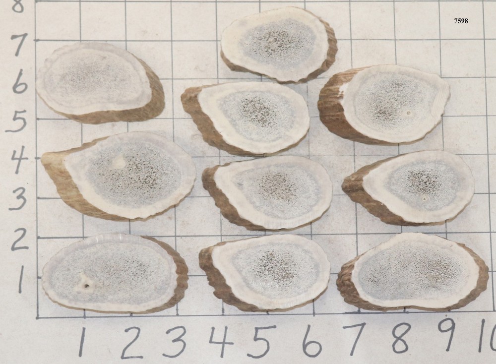 12 #1 Elk Antler Buttons Slices Crafts