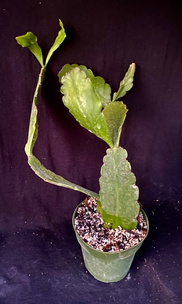 Rhipsalis pachyptera, succulent