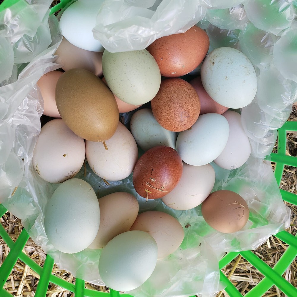 10+ HATCHERY CHOICE EGGS