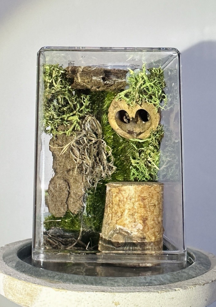 Handmade Jumping Spider Enclosure Nature Themed