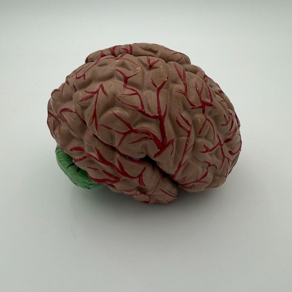Anatomically Accurate Human Brain Model Anatomy Science Teaching