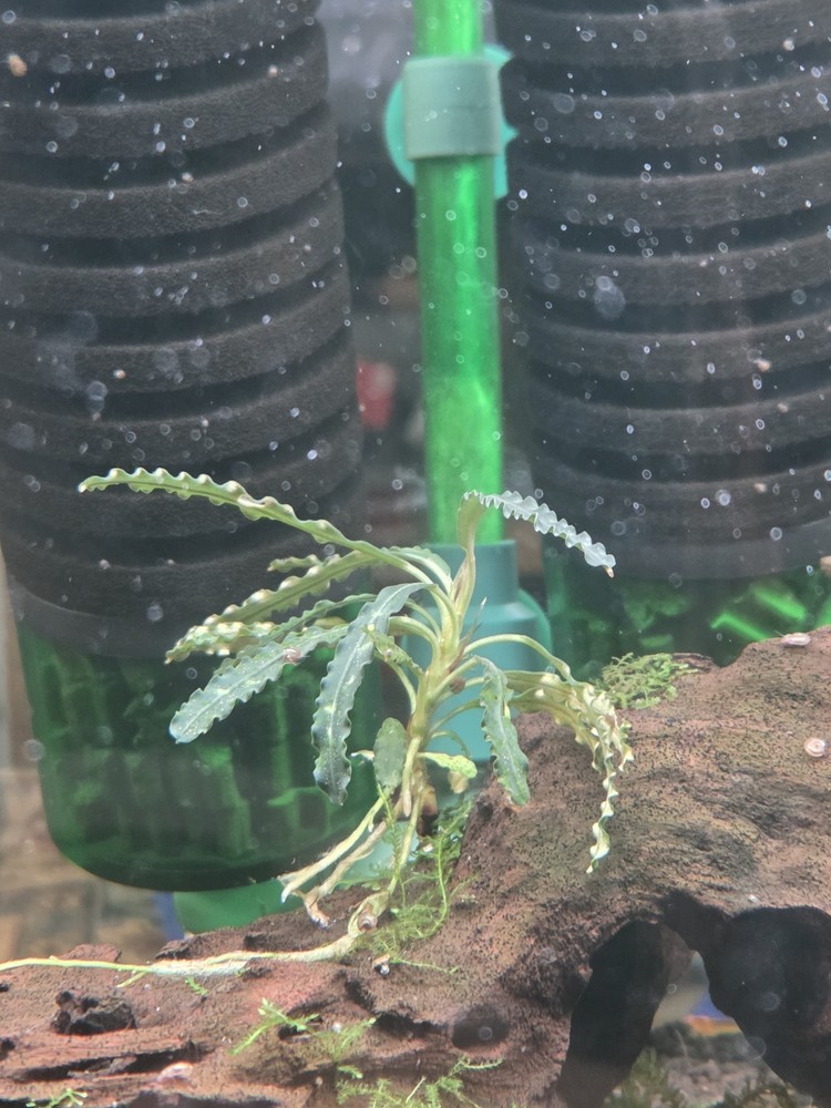 Bucephalandra Velvet King