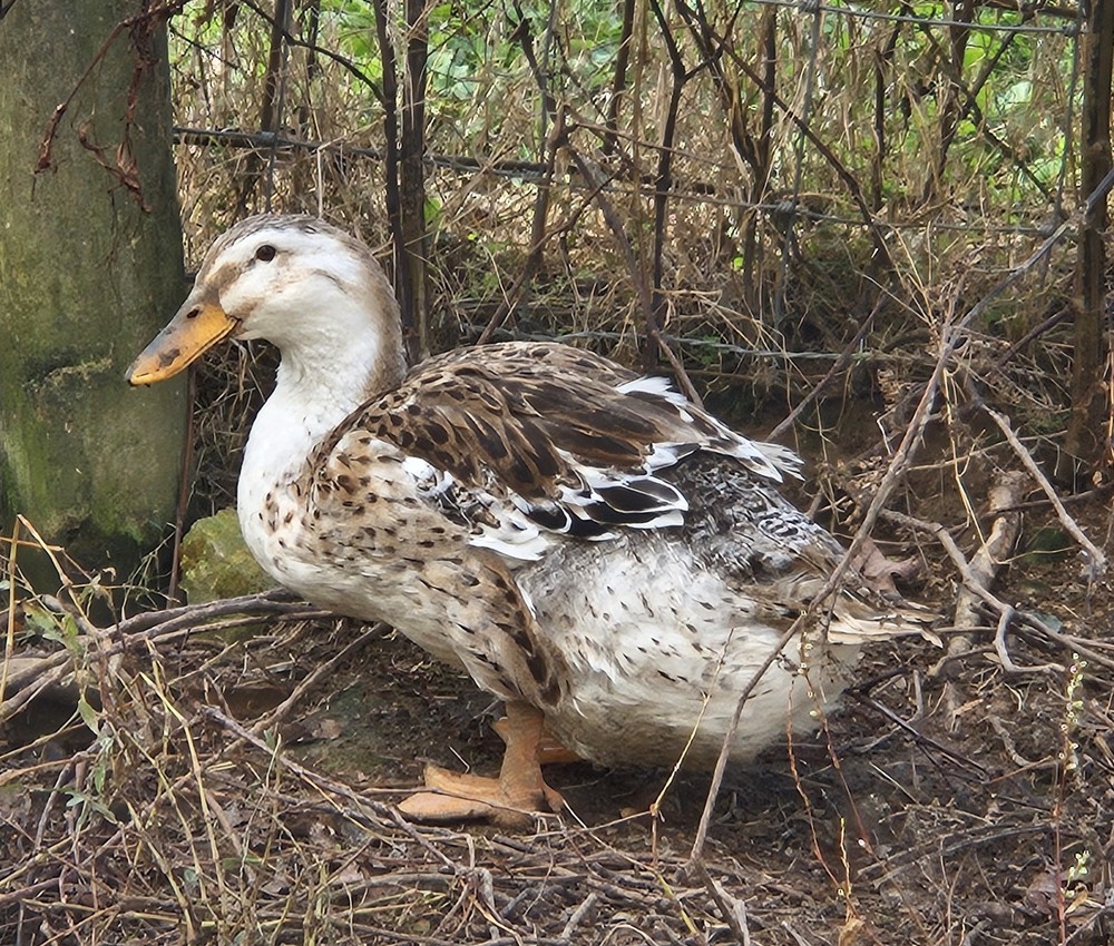6 Silver Appleyard Duck Hatching Eggs