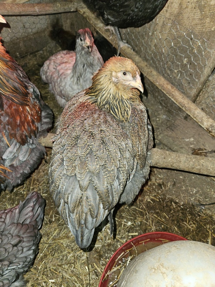 Brahma chicken hatching eggs (10 +2)