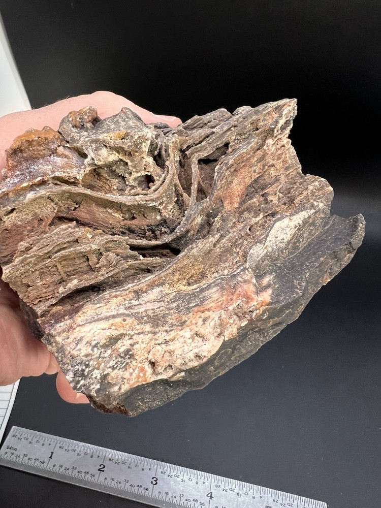 Ball Ranch Petrified Wood D3