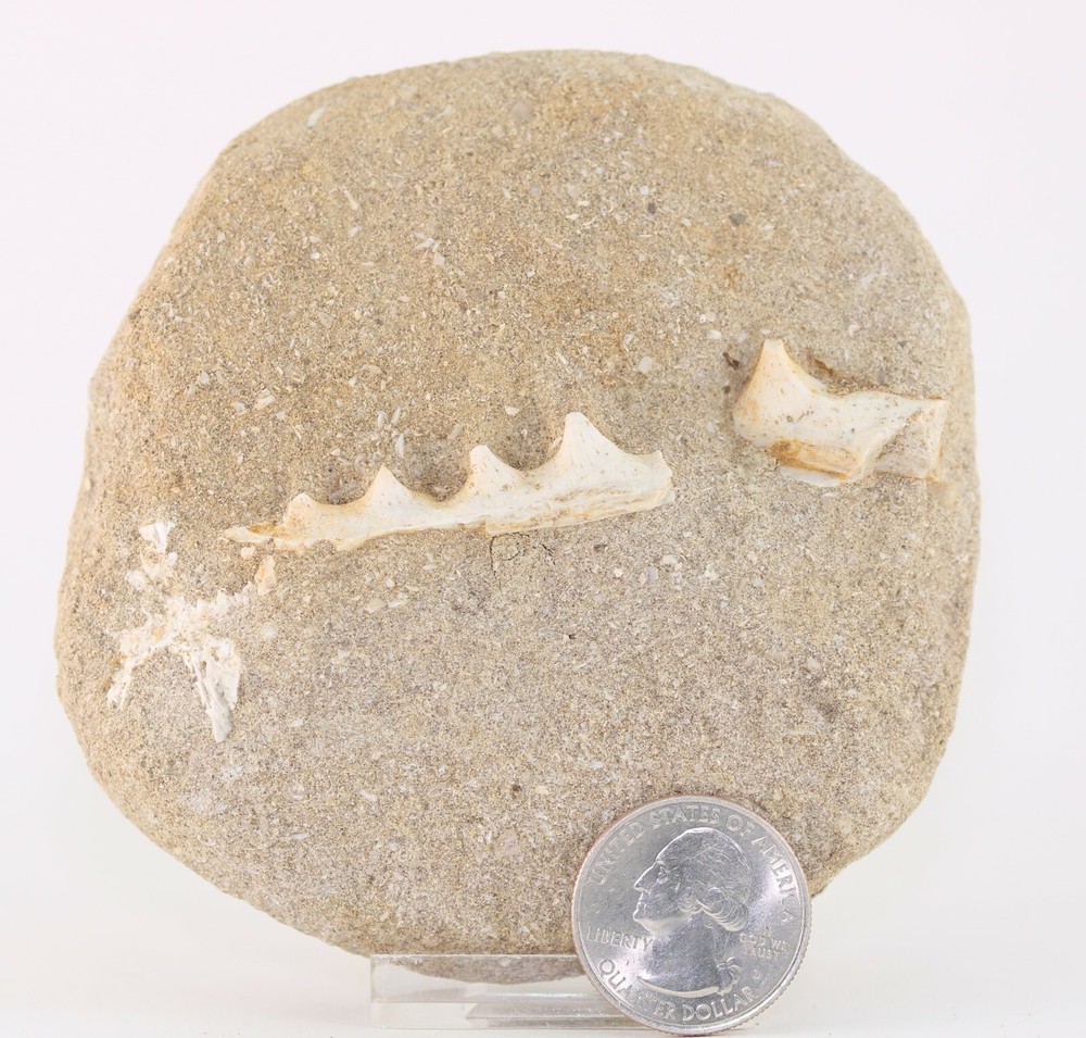 Fossil Fish Enchodus Jawbone Section Dinosaur Age Morocco COA 3055