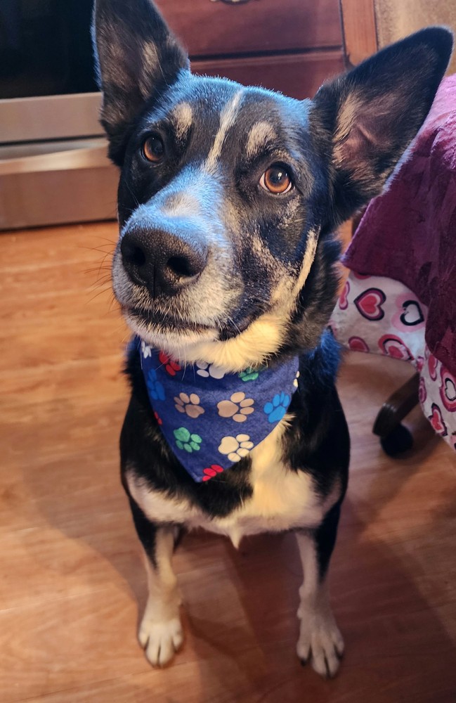 Pet bandanas subscription service now available.