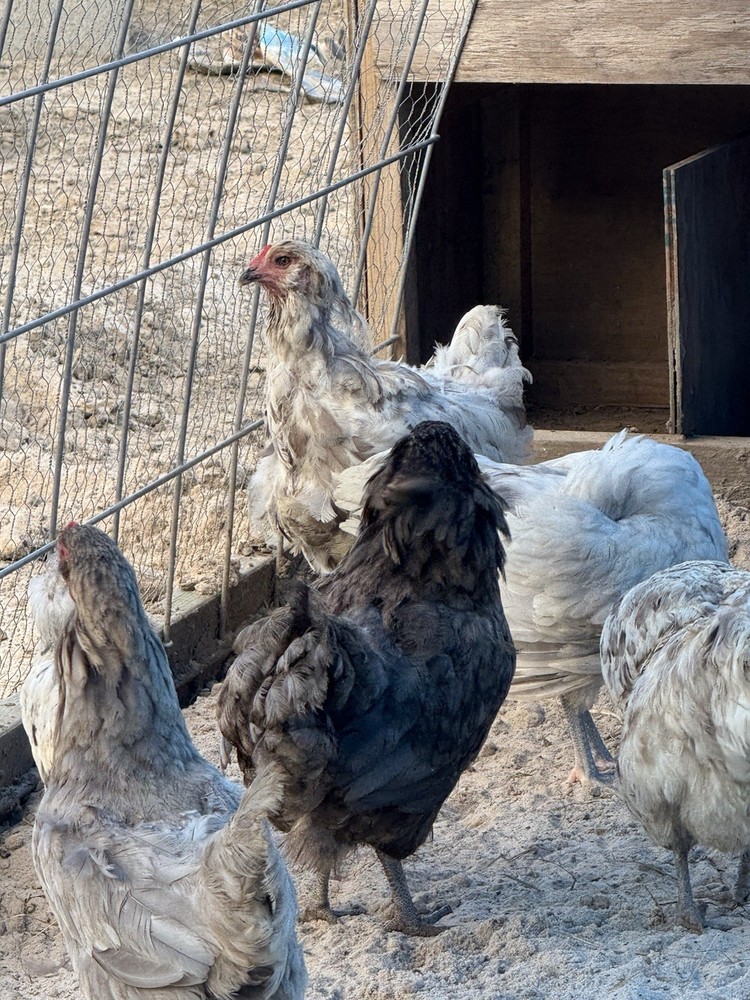 5 + PUREBRED AMERAUCANA BBS Unwashed Hatching Eggs.