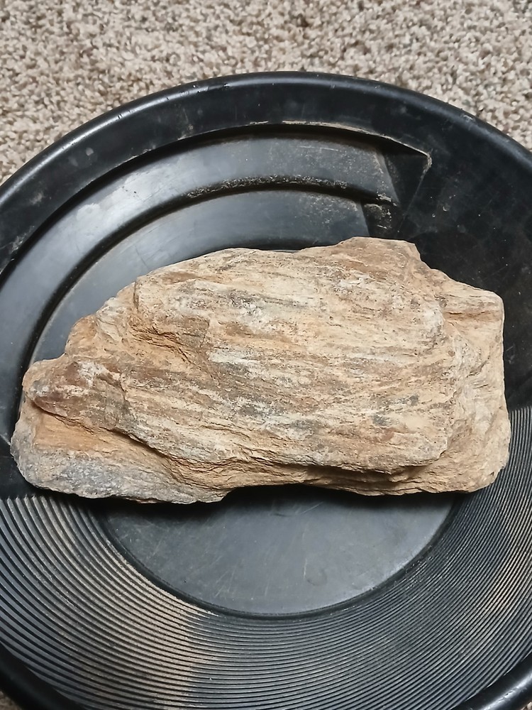 Fossilized, wood that contains gold