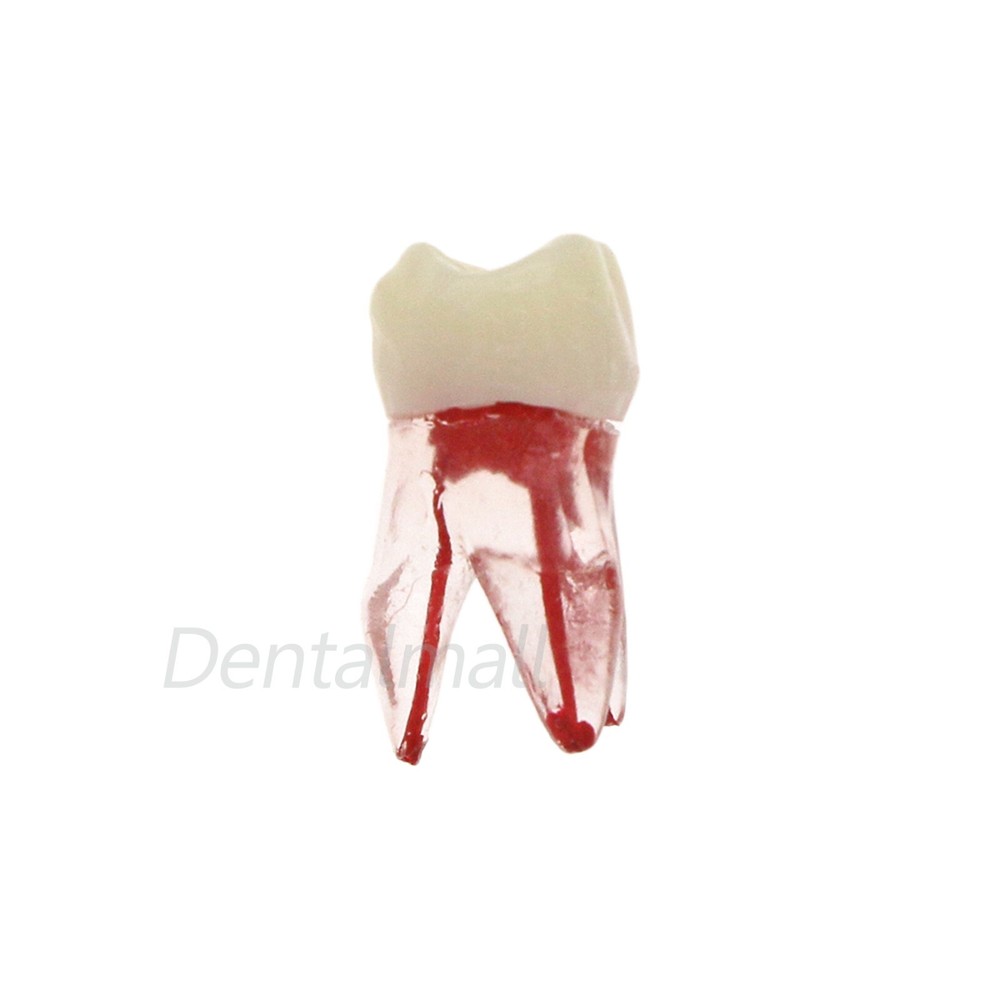 10 Size Dental Root Canal Practice Model Teeth for Pulp Study RCT Endo File