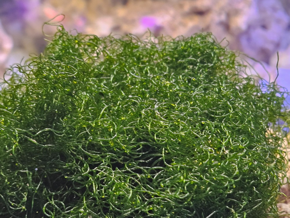 BULK 10 Cup Chaetomorpha Macro Algae Super Chaeto FEDEX 2 Days ! 4