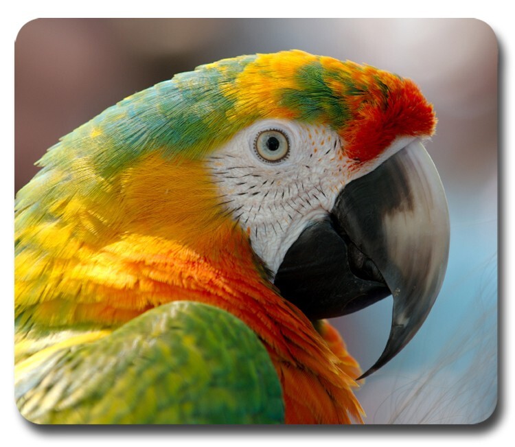 Rainbow Macaw Parrot ~ Mouse Pad / Mousepad Exotic Pet Tropical Bird Great Gift