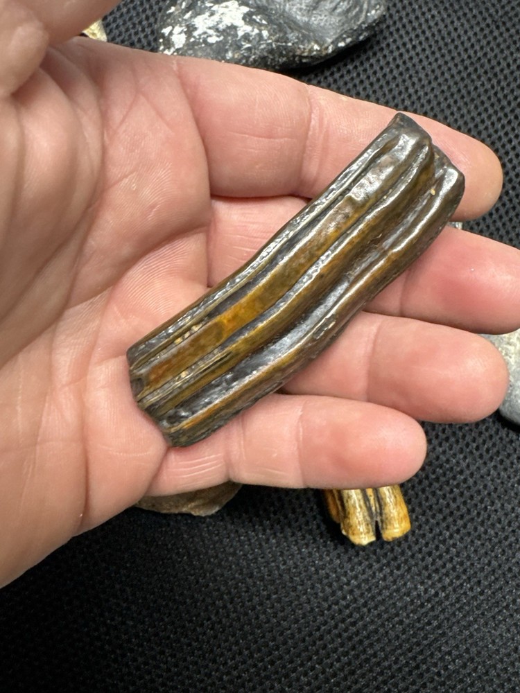 fossil collection lot From Southeastern Us