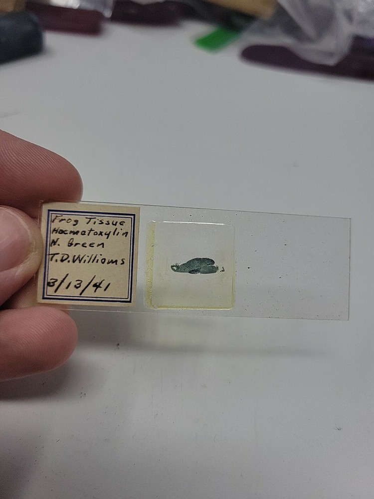 Vintage Microscope Slide 1941