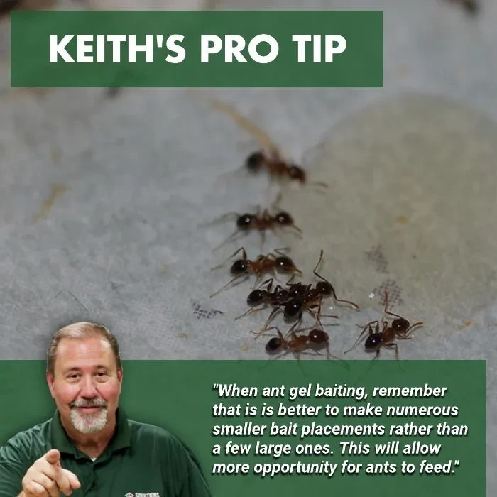 ADVION ANT 🐜 KILLER - 4 Tubes - 1 Plunger 2Tips ANTS ONLY *FAST SHIPPING