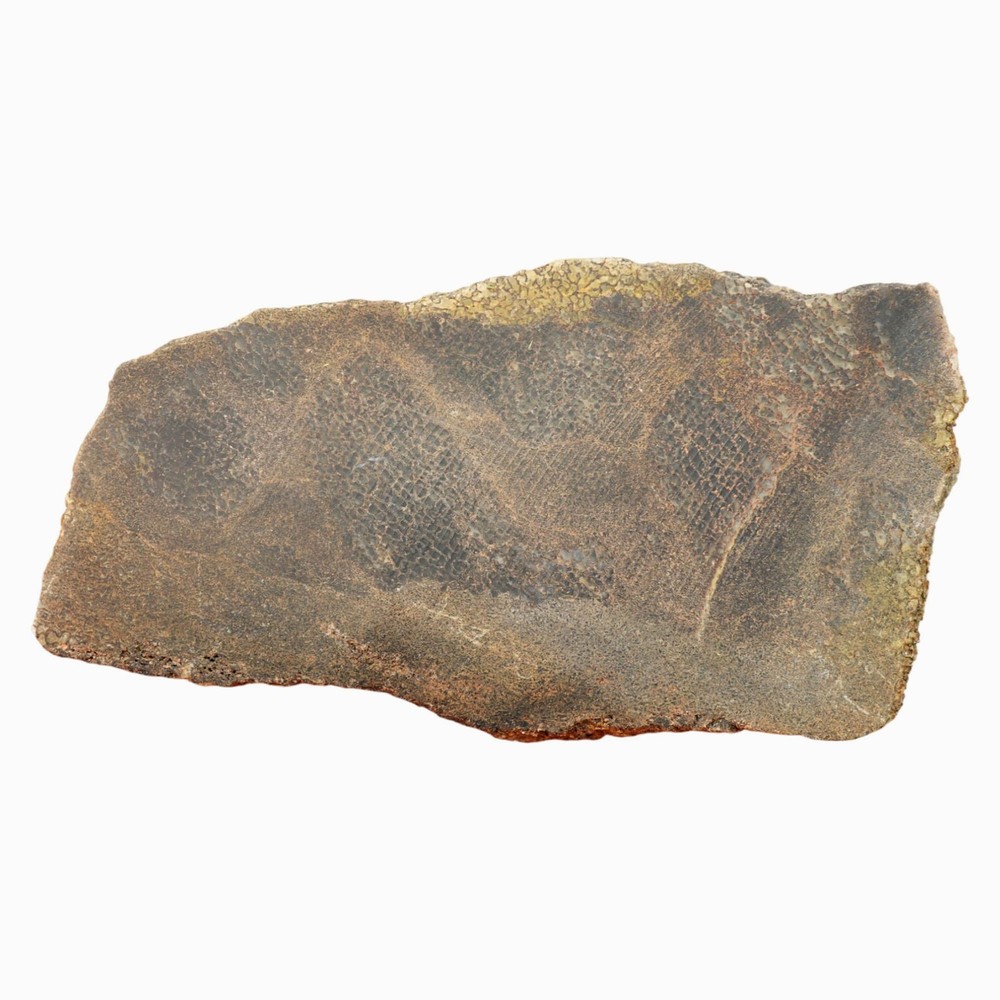 Gem Dinosaur Bone Slab - Dark Broken Shell Pattern