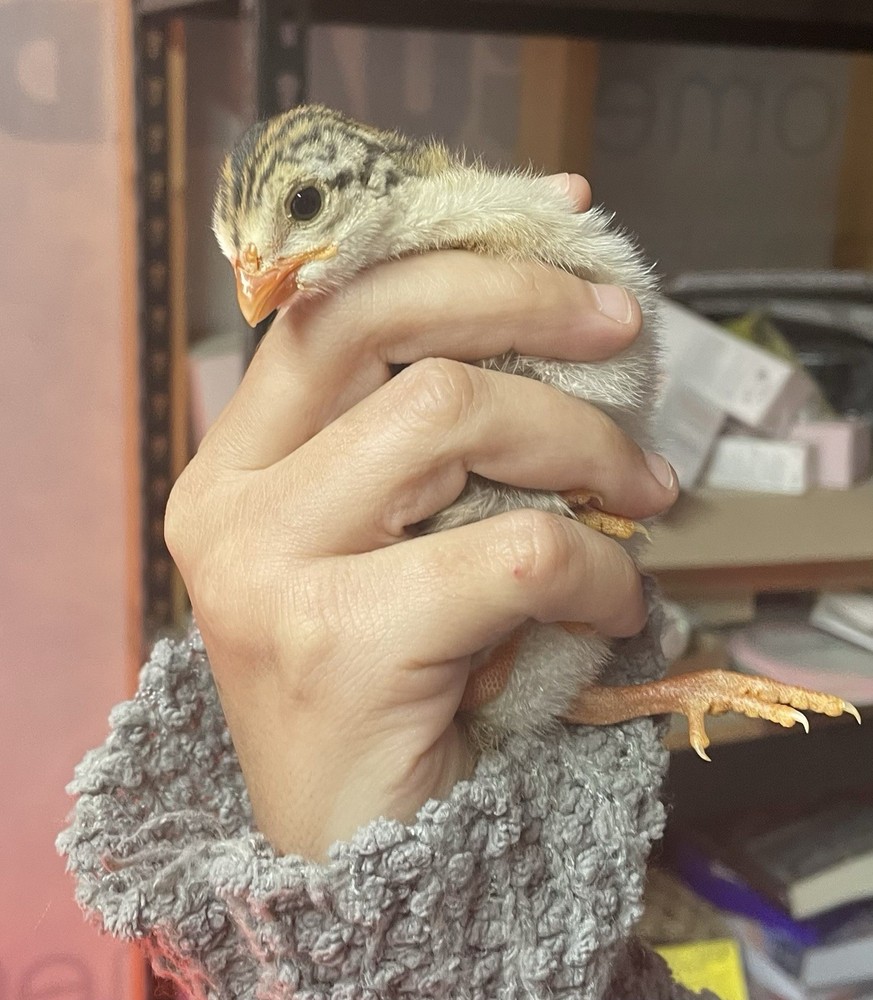 Four Heritage Turkey Hatching Eggs