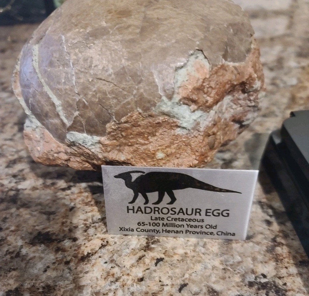 Authentic Hadrosaur Dinosaur Egg