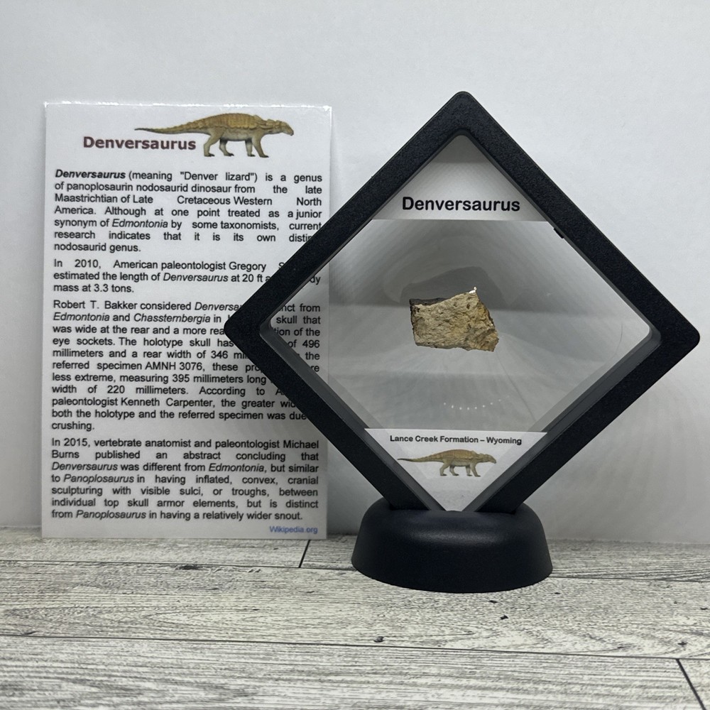 Denversaurus Extinct Dinosaur Partial Armor Scute Fossil in Display Case