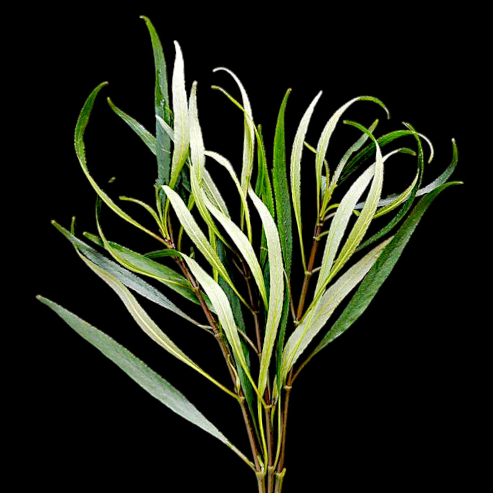 Hygro Willow (Hygrophila Angustifolia)