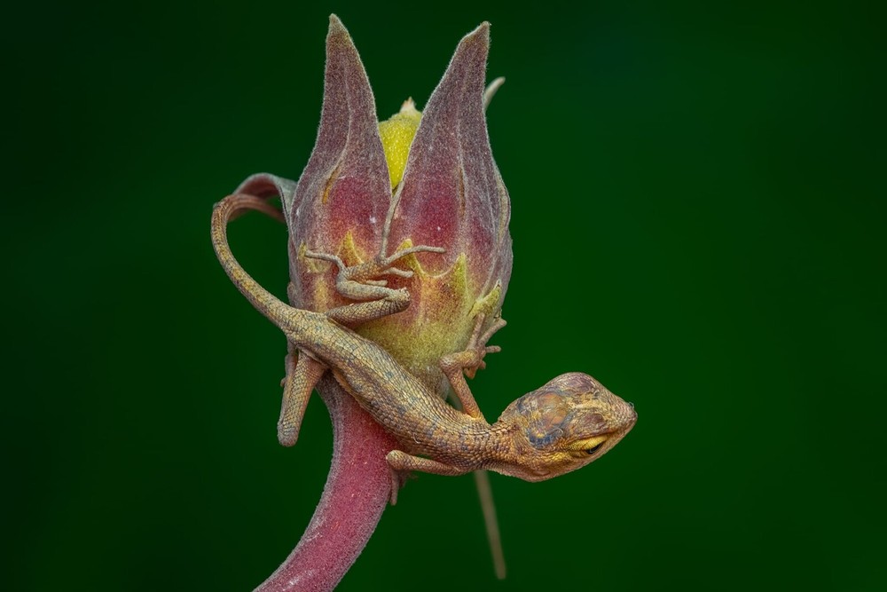 Ngoc Macro Diffuser - The Best Flash Diffusers for Macro Photography